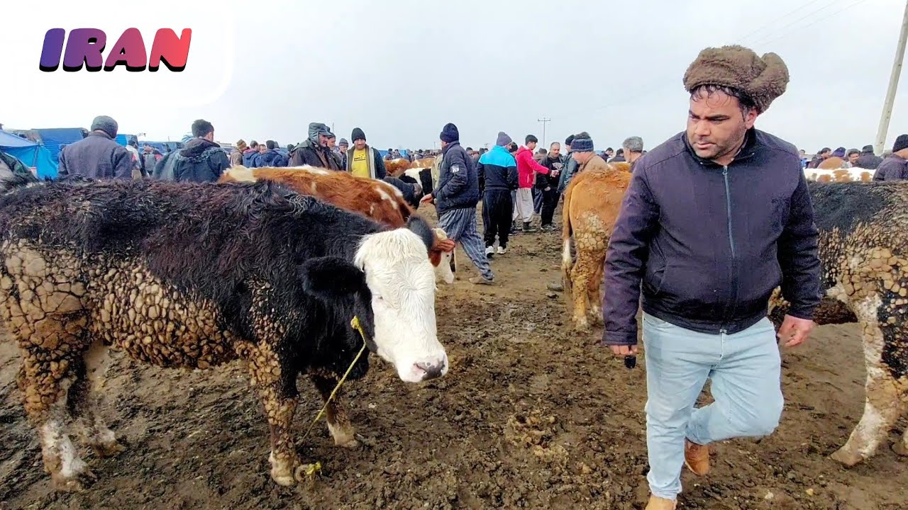 Wednesday market for cows, calves and all kinds of cattle breeds in one place