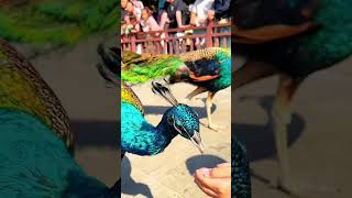 Download Lagu #peacock' s #🦚 video 02#so beautiful # mind blowing # nemali lu# MP3