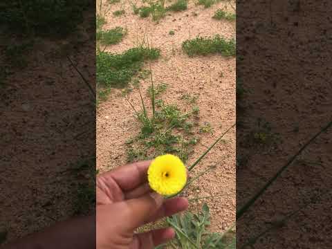 ربيع الدبدبة 2023