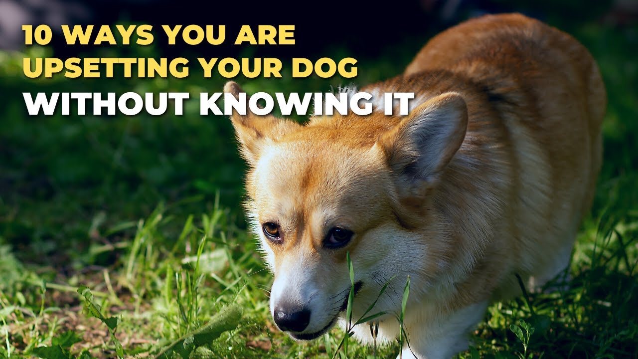 10 Ways you are upsetting your Dog without knowing it AnimalsandPets