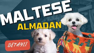 MALTESE TERRIER ALMADAN ÖNCE BU VİDEOYU İZLEYİN. MALTESE TERRIER ALINCA BAŞINIZA NELER GELEBİLİR?