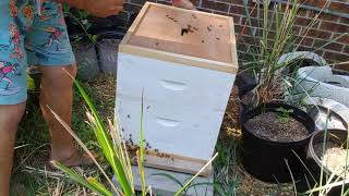 Just a Florida Man and his Bees