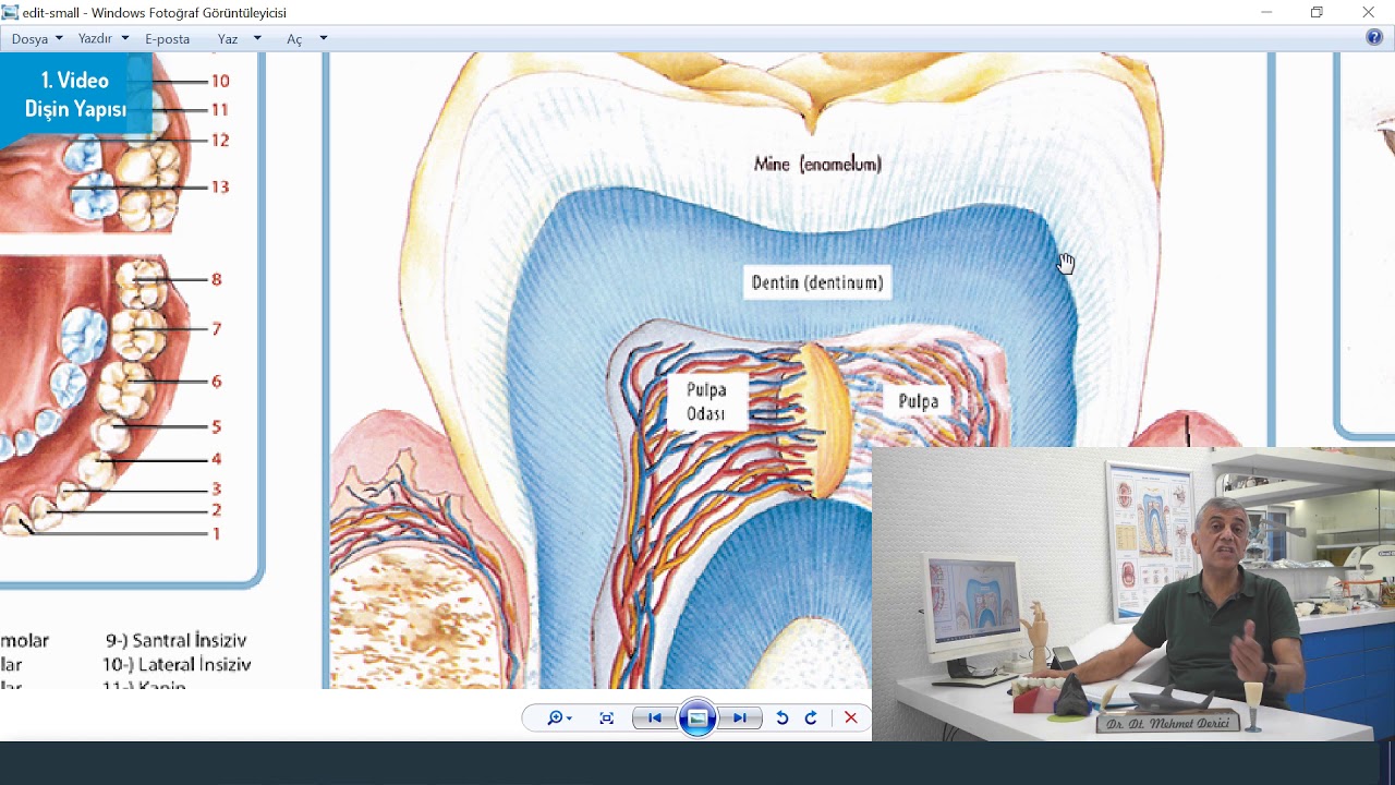 1.Video-Dişin Yapısı