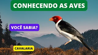 Curiosidades Sobre a CAVALARIA - Yellow-billed Cardinal - Brazilian Birds Singing