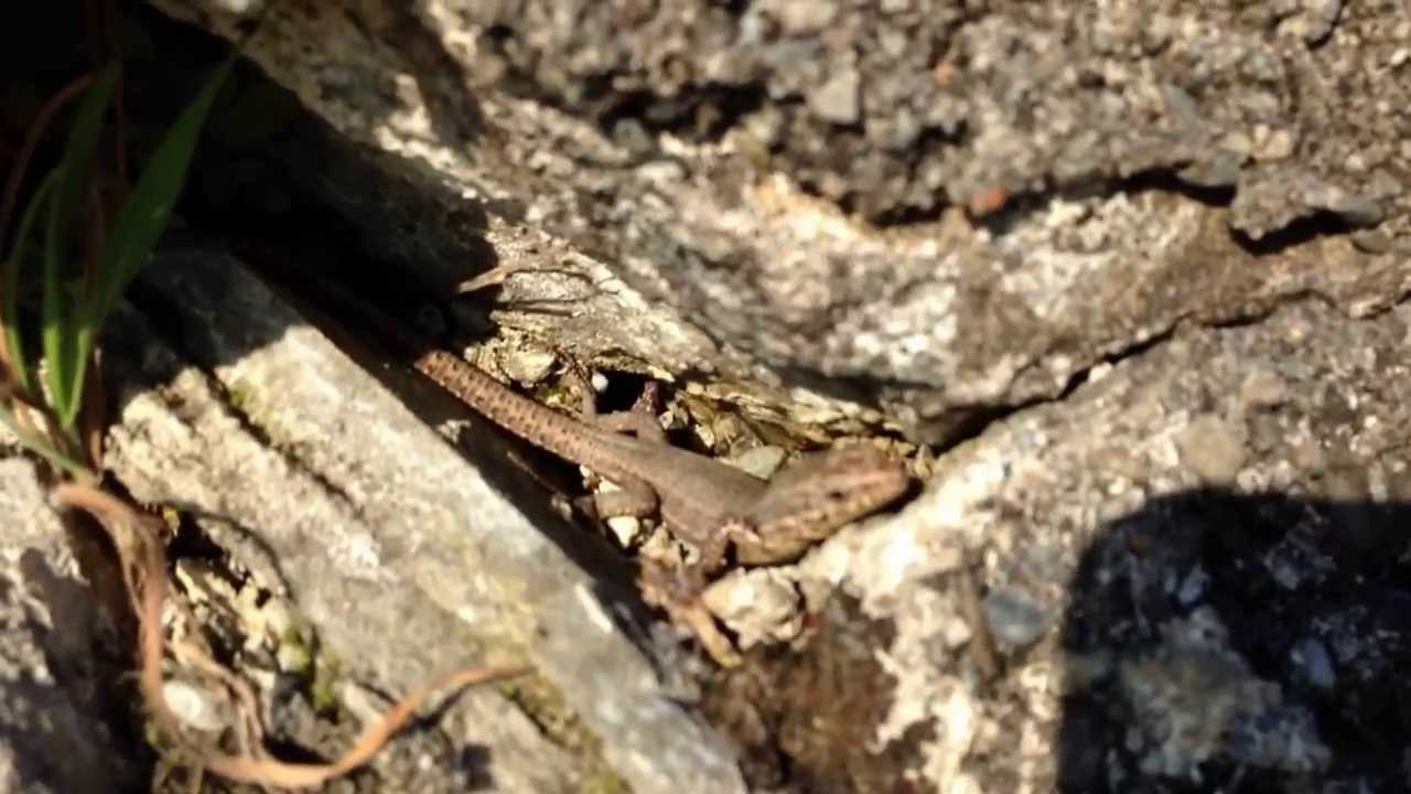 camera iphone 8 plus apk Young Podarcis muralis basking