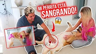 COMO REACCIONA MI PERRITA EN CELO CUANDO USA PAÑALES?!😱🐶👙 | 13 Abril 2019