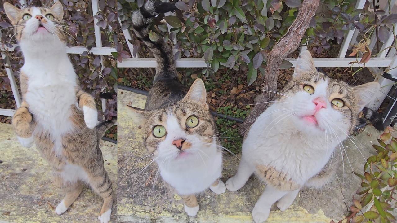 A Family of Tabby Cats Goes Crazy Every Time They See These People