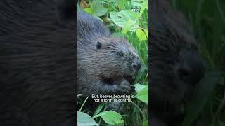 Can beavers help us control invasive plants?