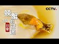 《螃蟹的征途》第二集 日常 | CCTV纪录