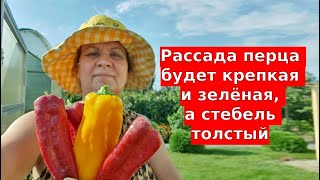 Всегда выращиваю рассаду перца так - растет коренастая, толстая и дает много урожая