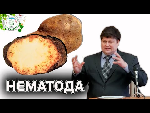 Видео: Нематода Борьба с нематодами – узнайте о нематодах в картофеле