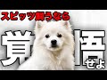 【解説】迎える前に1度見て!スピッツの魅力や注意点について教えます!