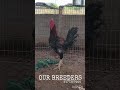 our breeder 9177327444 🐓🐓 #ytshortsindia #aseelmurga #shortsviral #shortvideo #viralshort