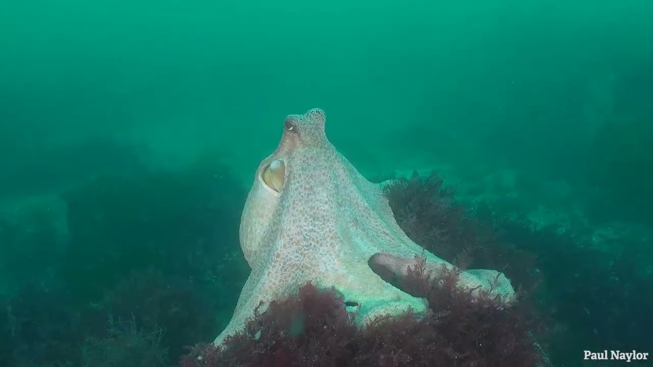 Incredible octopus encounters in UK seas in 2025