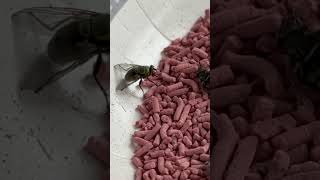 Max Force Fly Bait for the KILL #fly #oddlysatisfying #satisfying #crazymoments #shorts