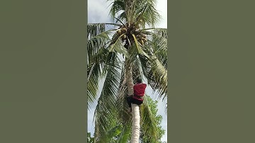 A Sang hạ thẳng nữa cây Dừa trên cao siêu đẹp.