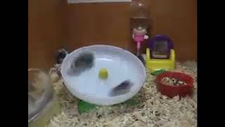 Funny Hamster Wheel Meme : Gotta Go Fast