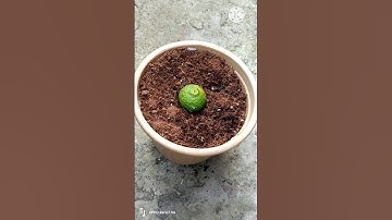 Growing lemon tree from lemon || How to grow lemon tree from lemon #seedsavers #viral #lemon
