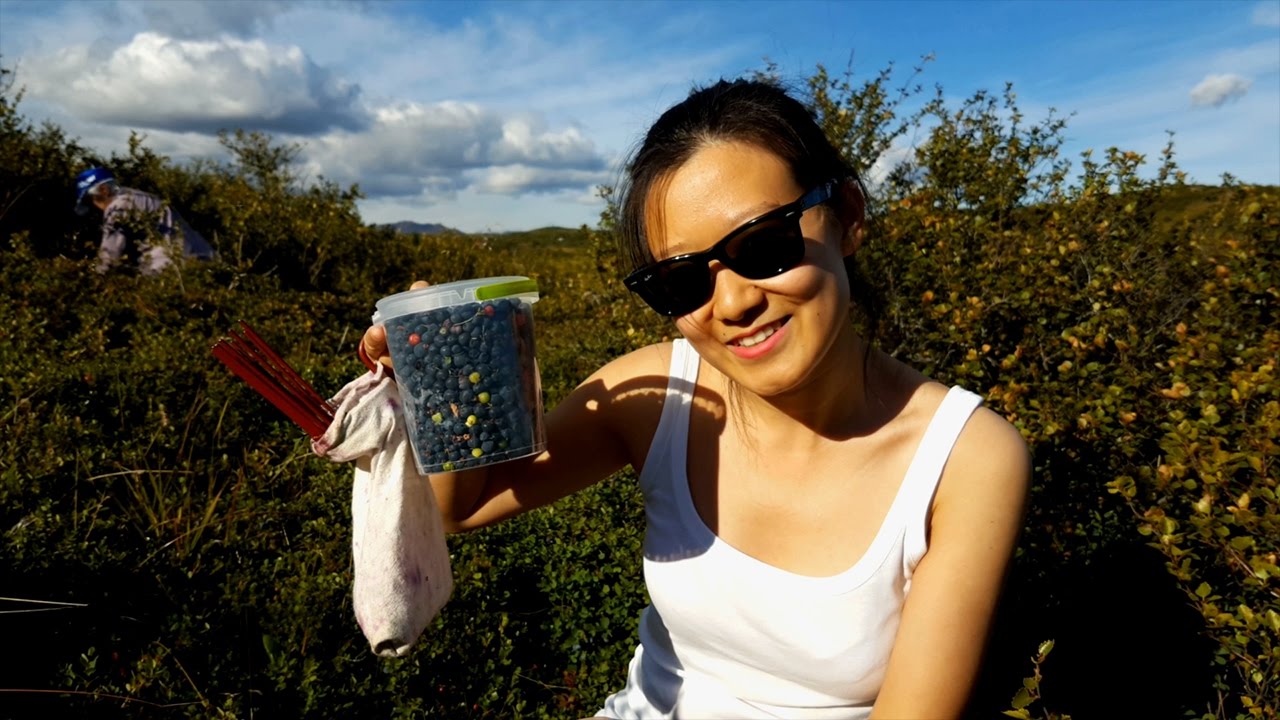 Picking Wild Blueberries in Iceland YouTube