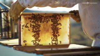 Nat Geo Wild ident (clean) Nat Geo Wild New 2019 Ident Full Hd