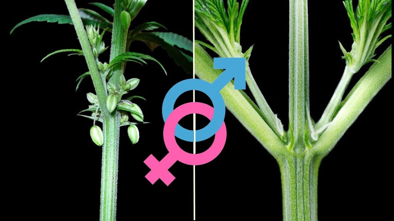 COMO SABER EL SEXO DE TU PLANTA