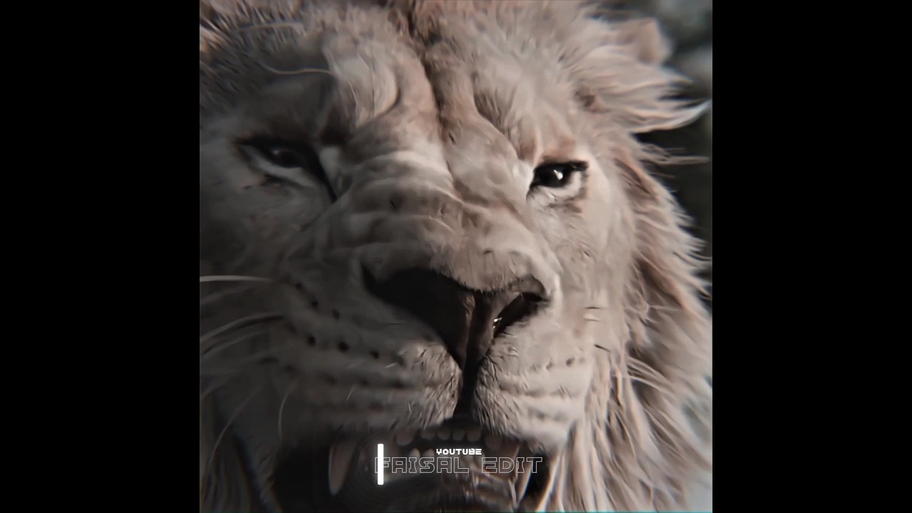 "Mupasa aur Taka ka Baap vs Kelous Babbar Sher | Shandar Muqabla"#Mupasa #Taka #KelousvsBabbarSher