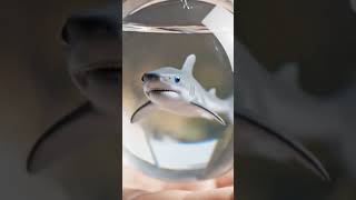 Floating Tiny Shark On Hand