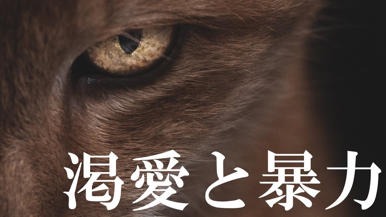 渇愛と暴力　その因縁を探る（ダンマパダ130偈と増支部「渇愛根本経」を読む）｜ゆるねこ仏教オンライン講座52（24 Sept 2025）