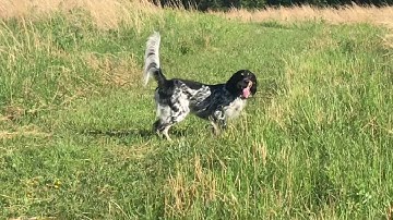 English setter training on pigeons at Orapax