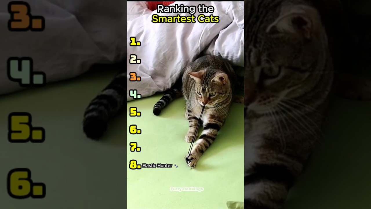 Ranking the Smartest Cats 🧠🐾