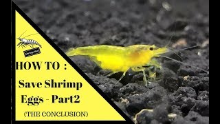 How To : Save Shrimp Eggs (The Conclusion)