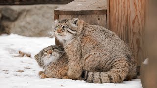 Pallas's cats Zelenogorsk and Mia: breeding season