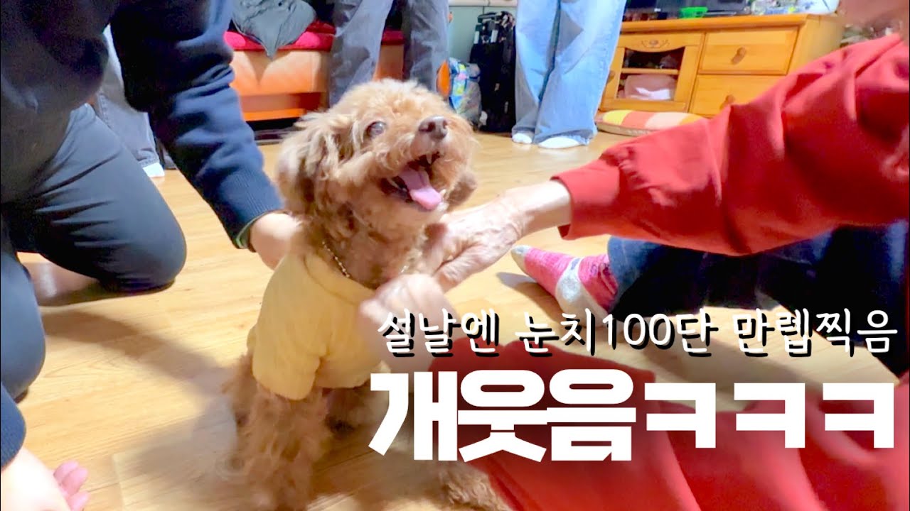 강아지 세뱃돈을 꼭 챙기시는 할매와 눈치 100단 강아지 ㅋㅋ
