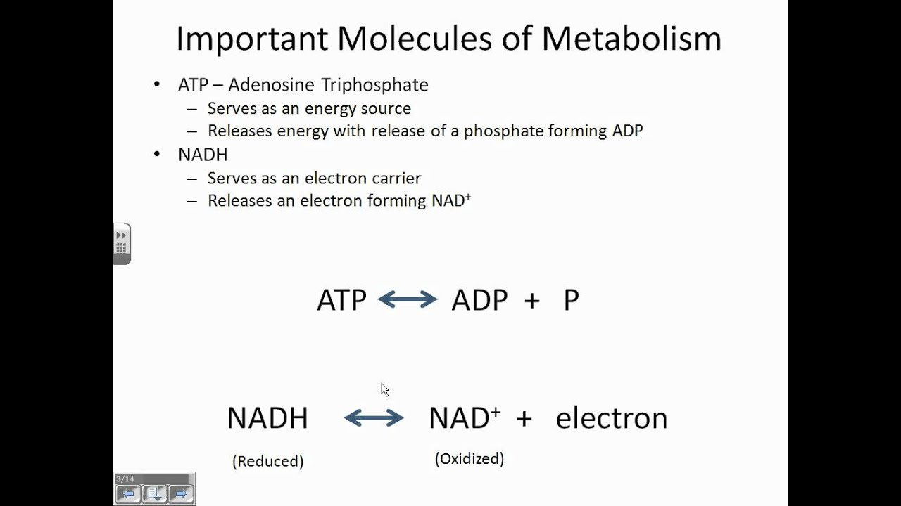 Chapter 5: Metabolism by Dr. Parker