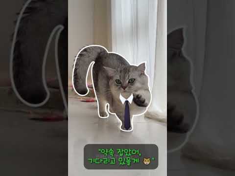 고양이가 데이트 신청하는 법 🐱💕 (진짜 설렌다...)```