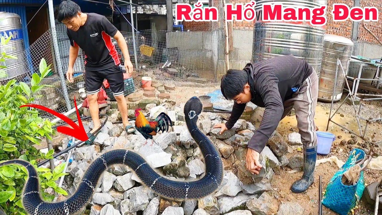 Пара ночью получила экстренный вызов, обнаружив, что в их дом заползают четыре кобры.