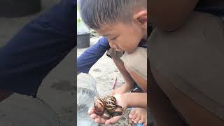Berburu Bekicot #bekicot #kelomang #snailhunter #snail #babycrab