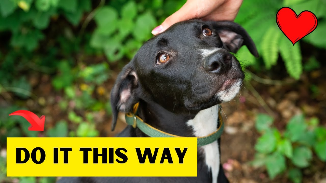 12 WAYS TO SHOW YOUR DOG YOU LOVE THEM (In a Way They Understand) - YouTube