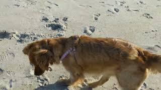 Storm playing on the beach.