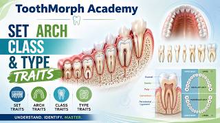 Dental profiling Set traits, Arch trait, Class traits, Type traits