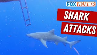 Shark Attacks Injure 3 Along Florida Panhandle Beaches