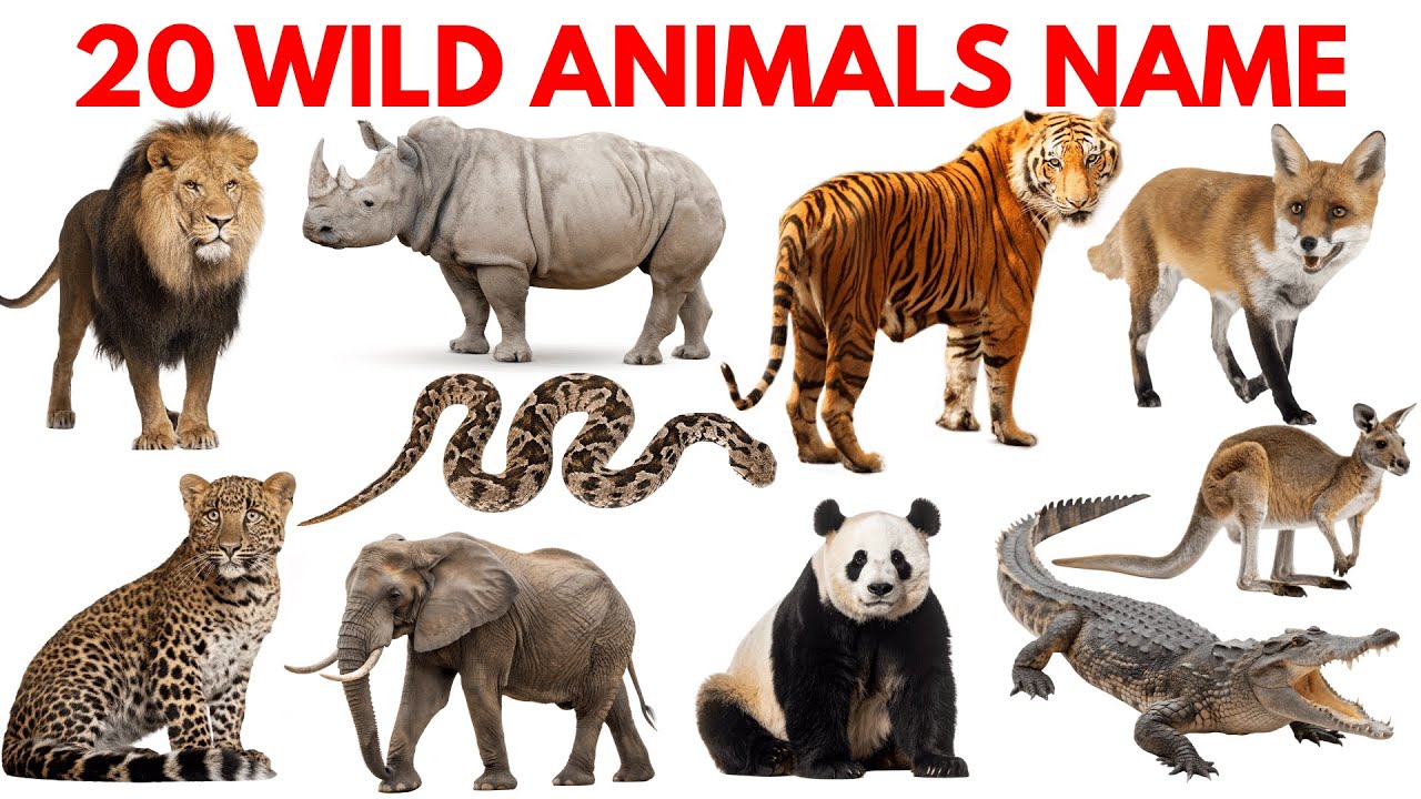 Learn 20 Wild Animals Names in Hindi and English |Kids Educational ...