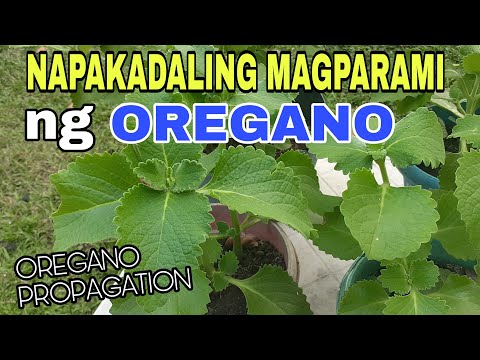 Video: Oregano Cutting Propagation: Paano Magtanim ng Oregano Cuttings