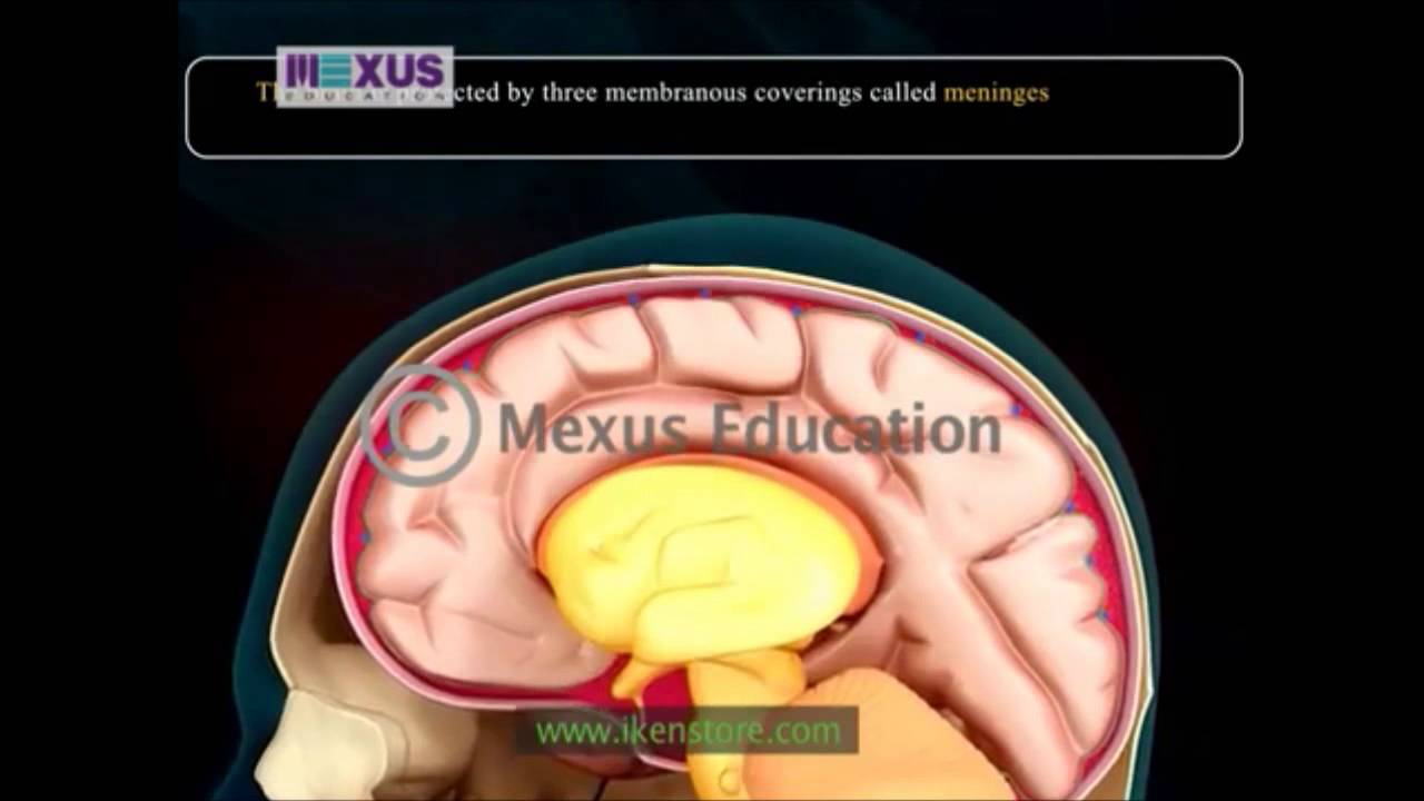 The Nervous System - YouTube