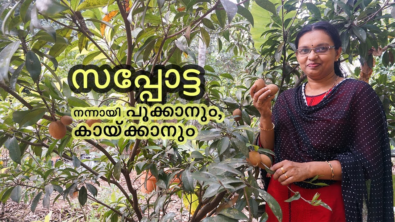 സപ്പോട്ട നന്നായി പൂക്കാനും കായ്ക്കാനും