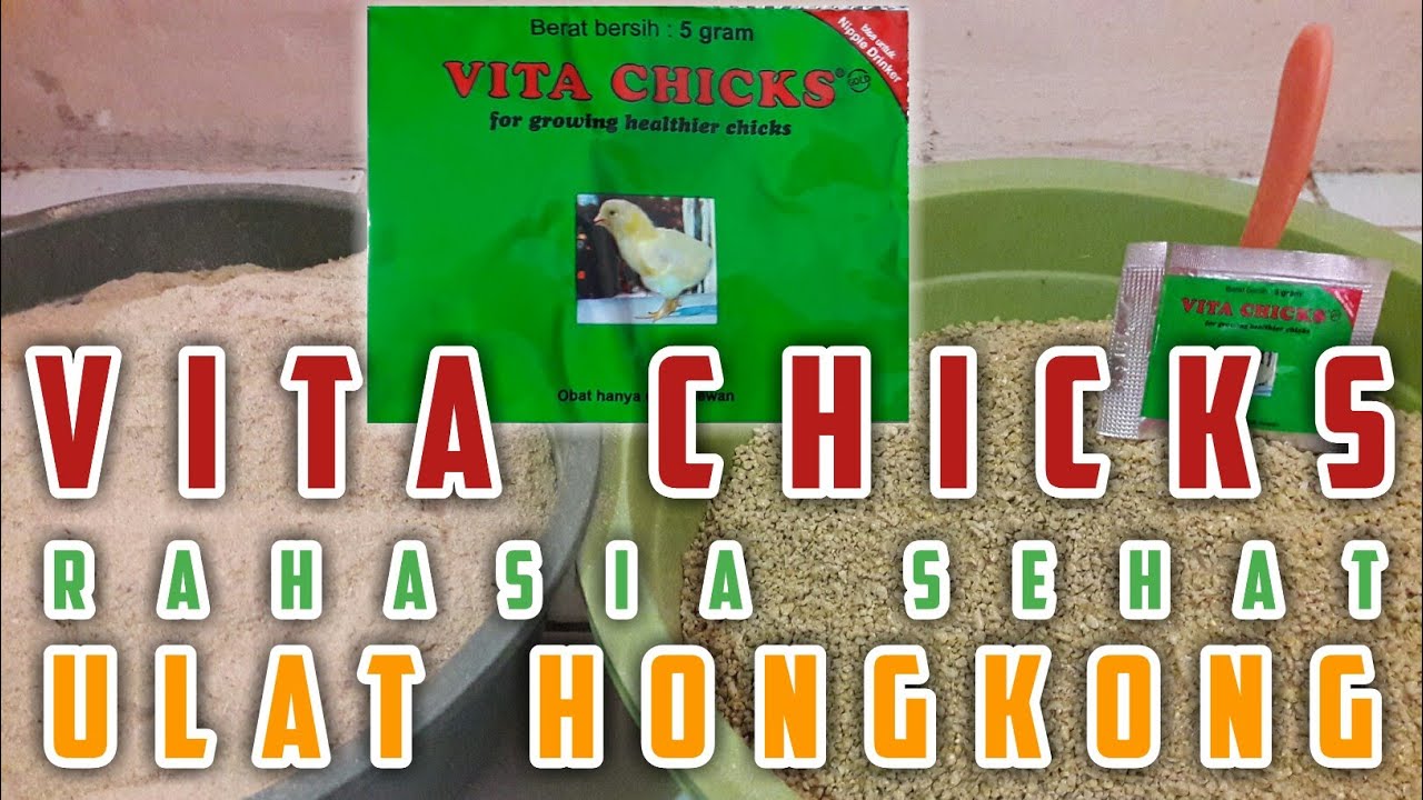 Vita Chicks Rahasia Sehat Ulat Hongkong