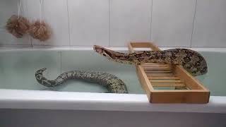 Bathing a big boa constrictor 2