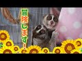 部屋を出てウロウロするスローロリス（こじろう＆りんころもち）#297