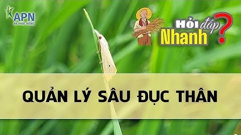 APN - HỎI ĐÁP NHANH VỀ CÁCH QUẢN LÝ SÂU ĐỤC THÂN #anphatnong #sauducthan #hethu2023 #vukysu