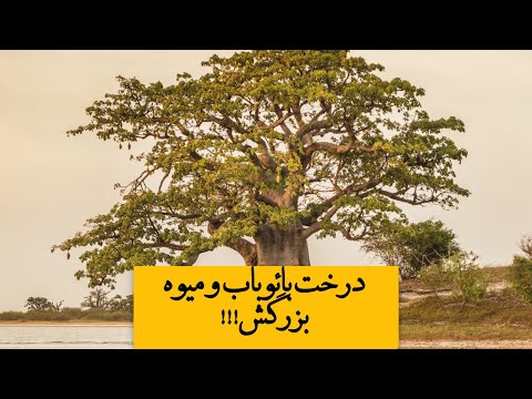 درختی که فقط میوه اش۴۰ سانتیمتر طول دارد درخت بائوباب درختی با میوه های بلند